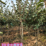 4公分大五棱山楂樹(shù)圖片 甜紅子山楂樹(shù)苗種植管理