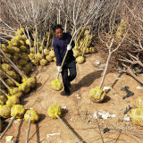 甜紅子山楂樹苗種植技術(shù) 10公分大金星山楂樹前景好的品種