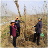 小樱花树苗管理 2公分樱花树苗报价 泰安樱花树苗批发