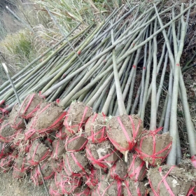 江西栾树苗基地_江西栾树价格