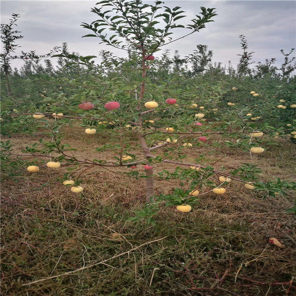 瑞香红苹果苗