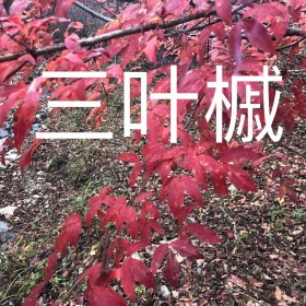 你好！供應(yīng)稀有大規(guī)格(叢生單株):櫻花、雞爪槭、三葉槭。