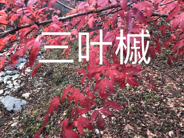 櫻花