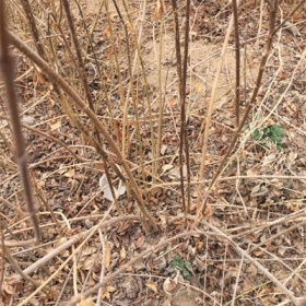 连翘苗价格-种植连翘苗-管理连翘苗-绛县连翘苗