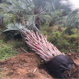 布迪椰子种植基地 福建布迪椰子批发