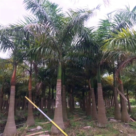 福建大王椰子树什么价 大王椰子树批发基地