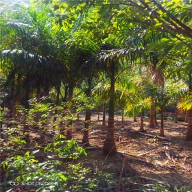 大王椰子树苗圃种植基地 8米大王椰子树多少钱