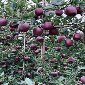 黑钻苹果树苗 苹果新品种 山东苹果苗基地