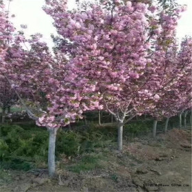 樱花什么时候开花 山东樱花树苗基地