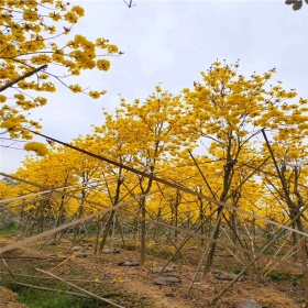 20公分黄花风铃木批发供应  25公分黄花风铃木报价