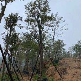 黄花风铃木多少钱一棵   福建黄花风铃木基地批发