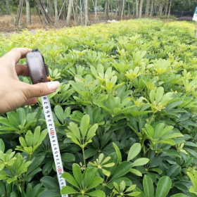 福建鸭脚木种植基地   鸭脚木批发价格