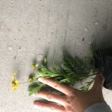 重慶北碚木春菊批發(fā)基地幾百萬的工程苗哦