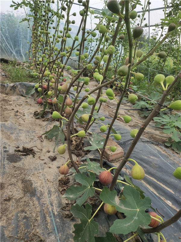 無花果樹苗