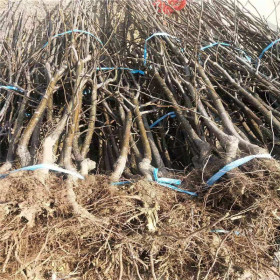 两年梨树苗基地 品种梨树苗批发价格