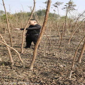 美国黑核桃树苗 山东黑核桃苗基地