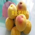 黃桃樹(shù)苗批發(fā)價(jià)格 黃桃樹(shù)苗多少錢(qián)一棵