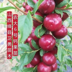 1年钙果苗种植基地 1年鲜食钙果苗高度/粗度/品种价格？