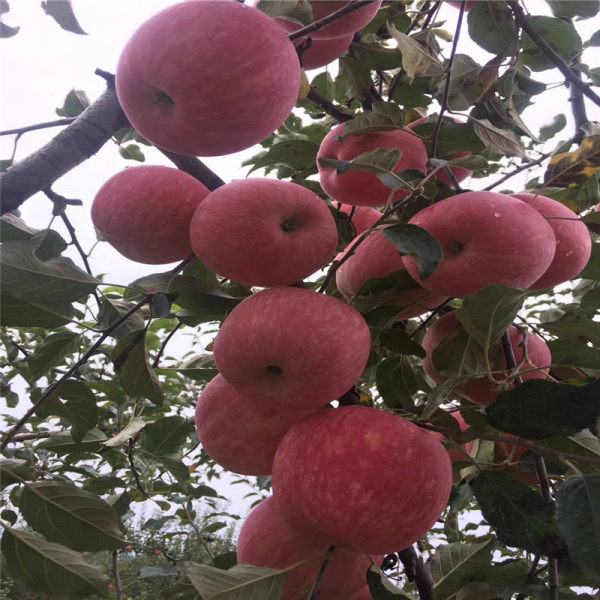 紅蛇果蘋果樹苗