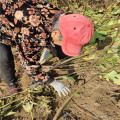 布兰瑞克无花果苗 2公分波及红无花果苗 来田骏园艺场