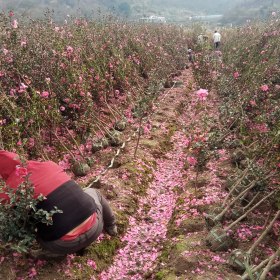 寧波北侖供應一桿到頂2公分高桿茶梅樹