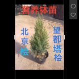 【望都塔檜+北京檜+側(cè)柏】<營養(yǎng)杯苗--工程苗--苗床小苗