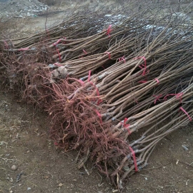 瑞香红苹果树苗基地 嫁接新品种苹果苗