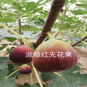 基地直銷無花果樹苗價格 各種無花果樹苗