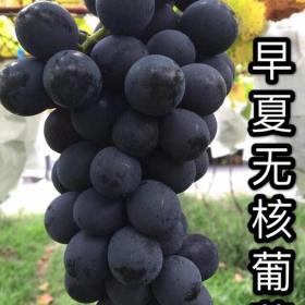 早夏无核葡萄苗 基地早夏无核葡萄苗多少钱一颗