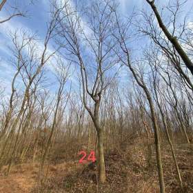 24公分朴树价格 浙江朴树基地批发