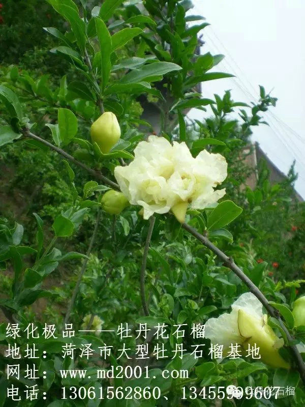 白花石榴