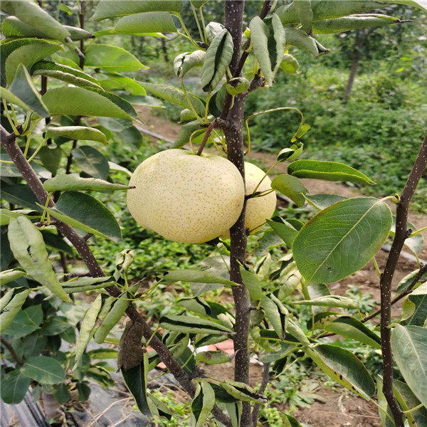 山农酥梨树苗