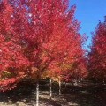 美國紅楓、秋火焰紅楓價格 、山東綠化苗圃