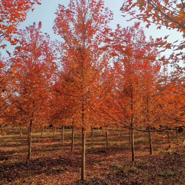 紅楓