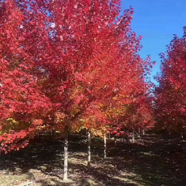 秋火焰紅楓