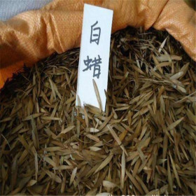 批发白蜡籽（种子）精品白蜡籽=发芽率高 白蜡种子报价