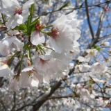 浙江绍兴樱花基地 10公分12公分樱花树市场价格