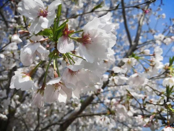 樱花树