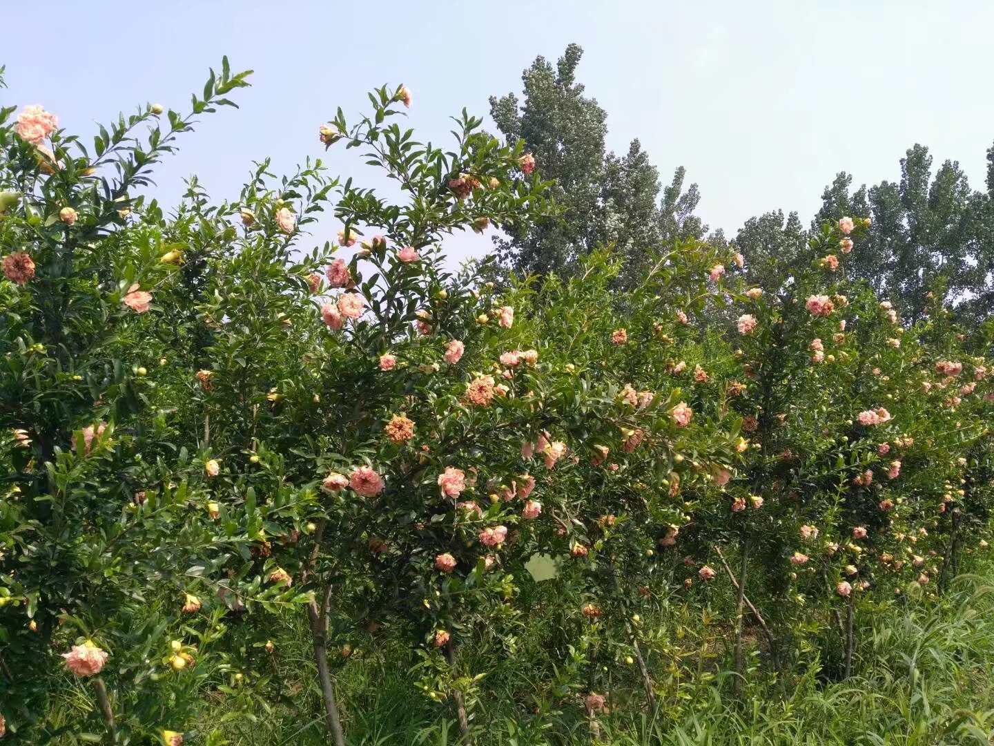 黄花牡丹石榴树