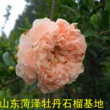 黄花牡丹石榴