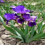 鳶尾種植基地  鳶尾花一棵多少錢 鳶尾行情