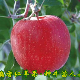 1公分瑞香紅蘋果苗成熟期 山東瑞香紅蘋果苗前景如何