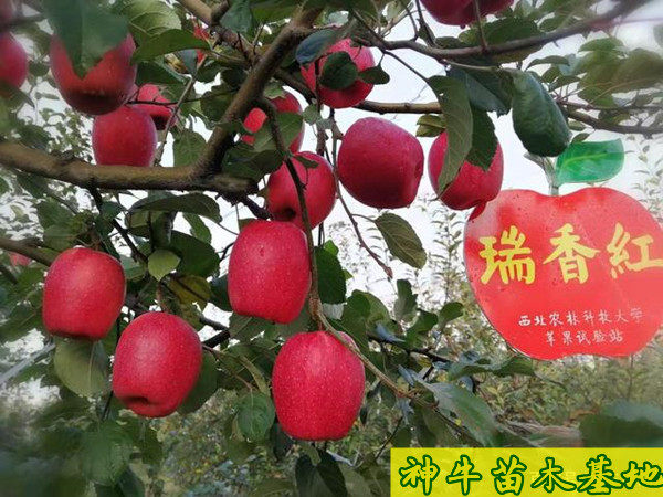 瑞香紅蘋(píng)果苗