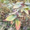 70公分高紅櫸小苗  紅櫸小苗價格  紅櫸小苗批發(fā)