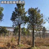 湖南益阳香樟基地4/6/8/10公分多杆香樟截杆