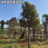 湖南益陽香樟基地12/15/18/20公分多桿香樟