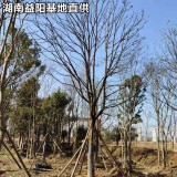 全冠香樟基地价格22-25-28-30-35公分香樟