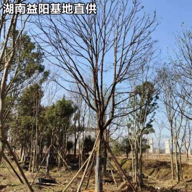 全冠香樟基地价格22-25-28-30-35公分香樟