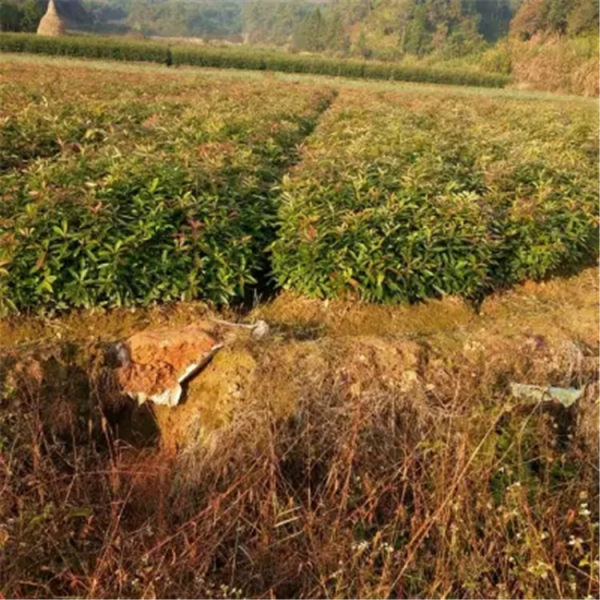 香榧小苗