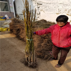 香玲纸皮核桃树苗、香玲纸皮核桃树树苗新品种、纸皮核桃树苗价格